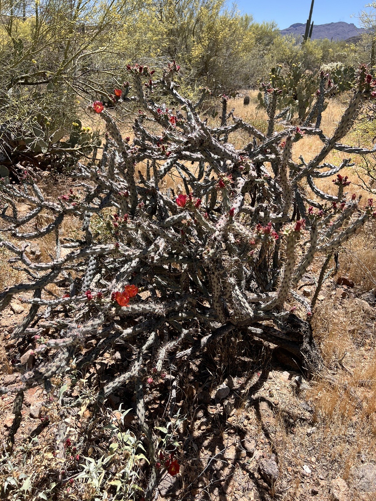3 cholla cactus cuttings, various sized, unique cactii from sonoran desert