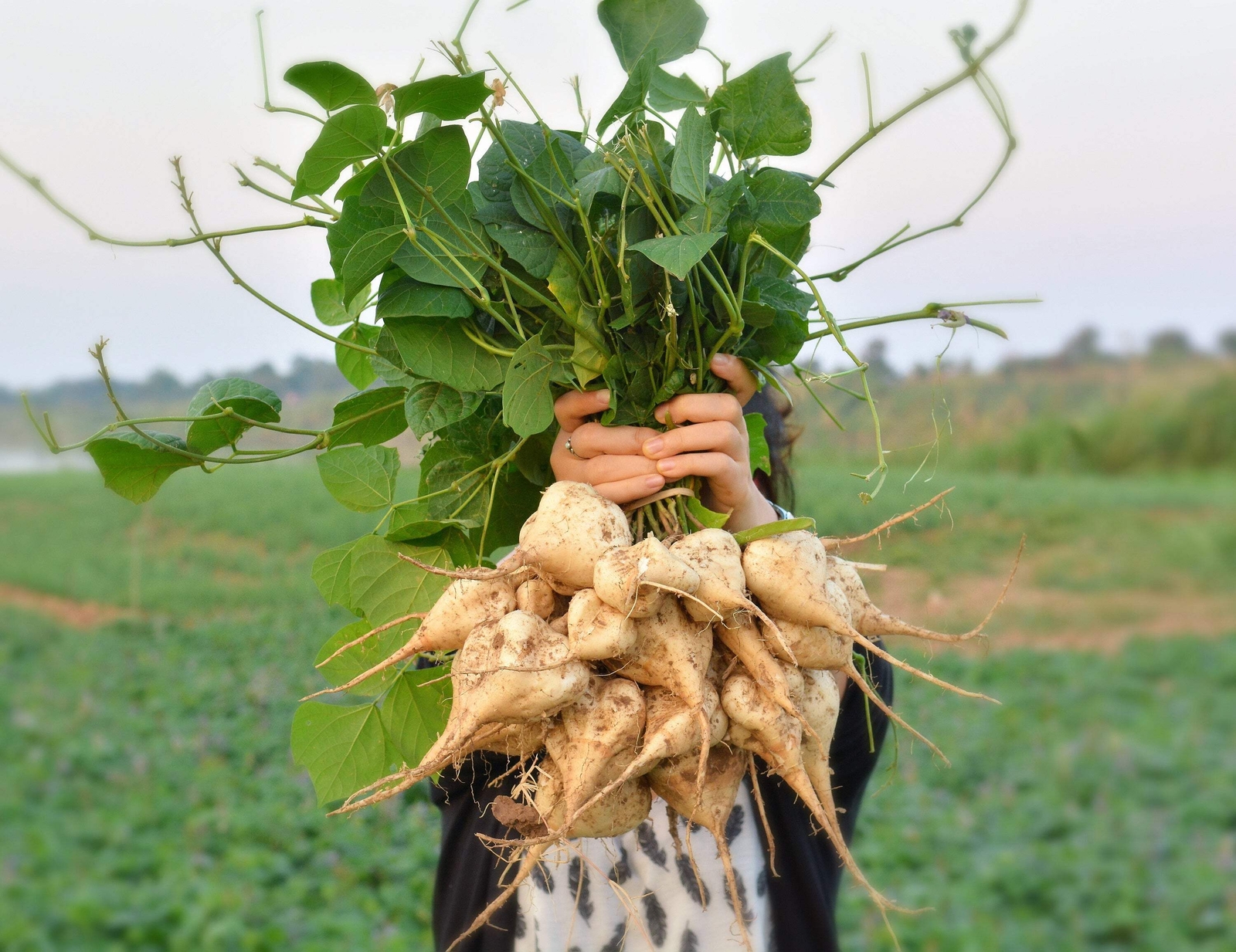 20 JICAMA Mexican Yam Potato Bean Pachyrhizus Erosus Legume Root Vegetable Seeds