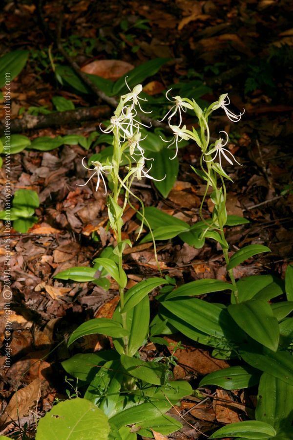 Habenaria unalascensis BOG ORCHID! Seeds