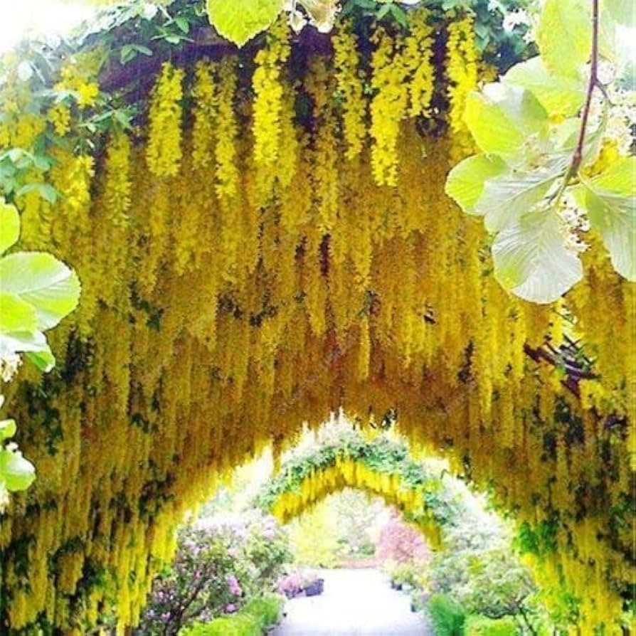 3 SUPER RARE True Yellow Wisteria Unrooted Cuttings Vine Tree. Fresh Cuts