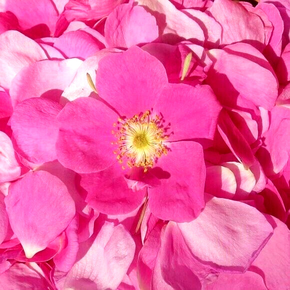 Alaska Wild Rose Flower – Rosa acicularis – 100+ Seeds – Rose Jam – From Denali