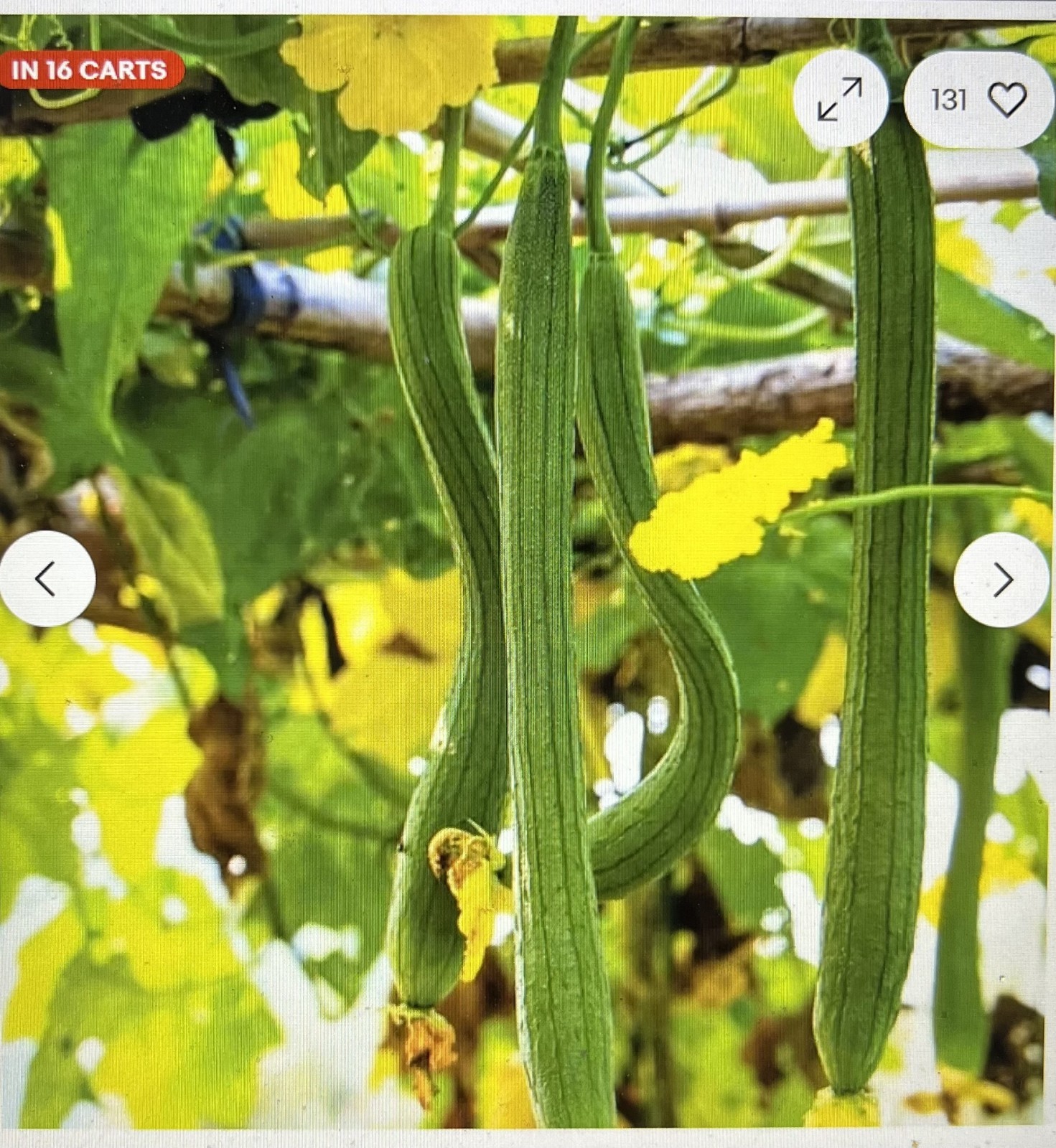 15 + Super Long Luffa Gourd Seeds – Non-GMO Heirloom Variety. Muop Huong.