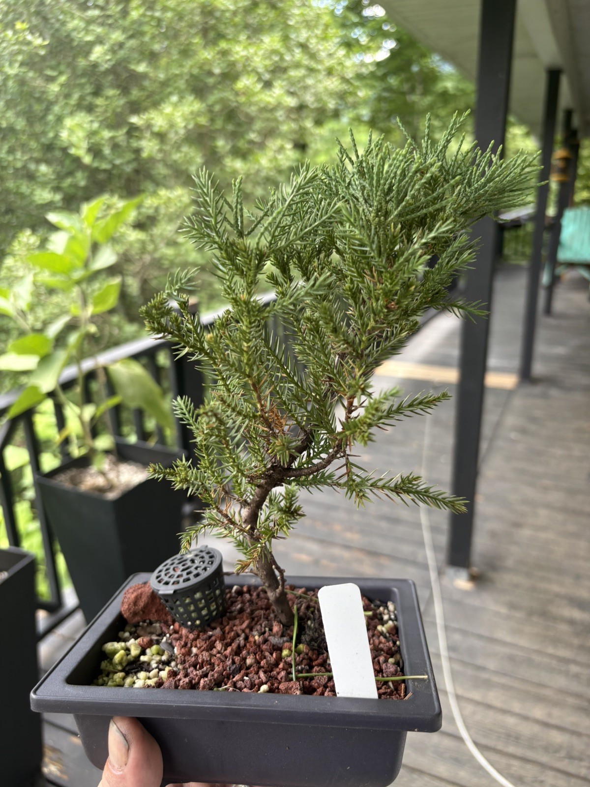 Bonsai Tree San Jose Juniper In 6.5” Training Pot #001 “Excellent Gift”