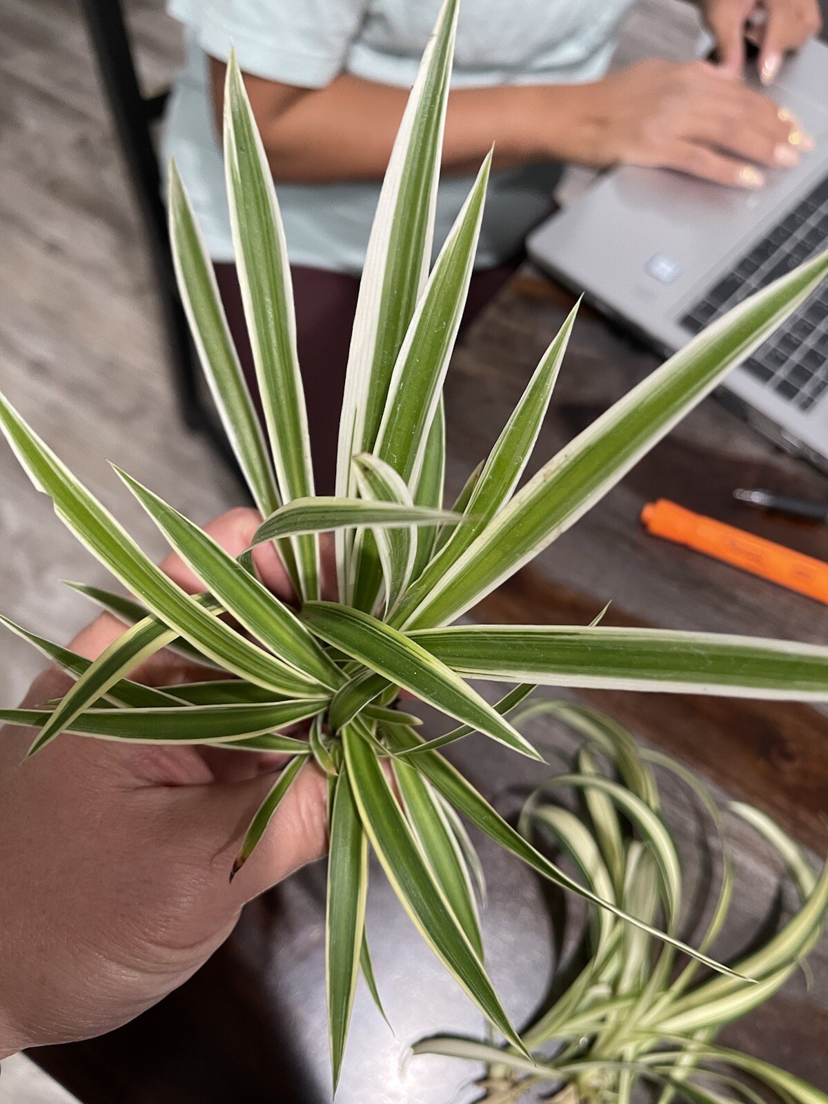 🔥Sale🔥 15 SPIDER PLANTS LIVE-All Solid Green Variety (15🌱’s)