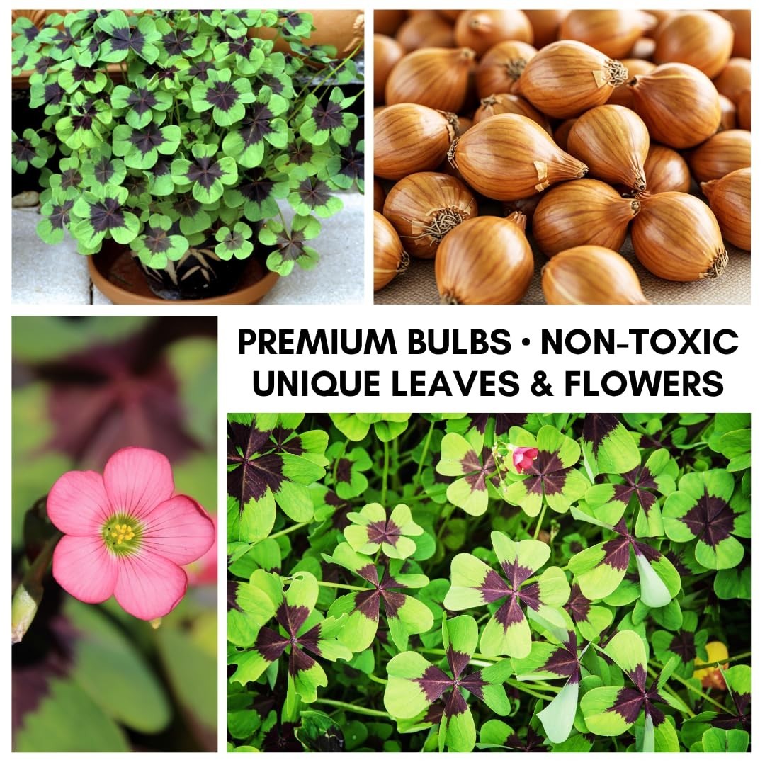 Fast Growing Iron Cross Shamrock Bulbs – Year Round Indoor/Outdoor Color (10 Bul