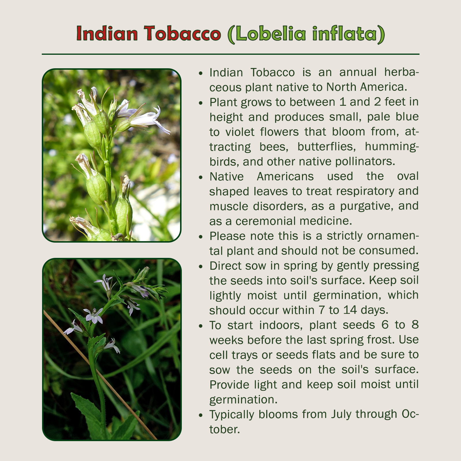 250 Indian Tobacco Seeds, Lobelia inflata, Ornamental, Pollinator Attractor