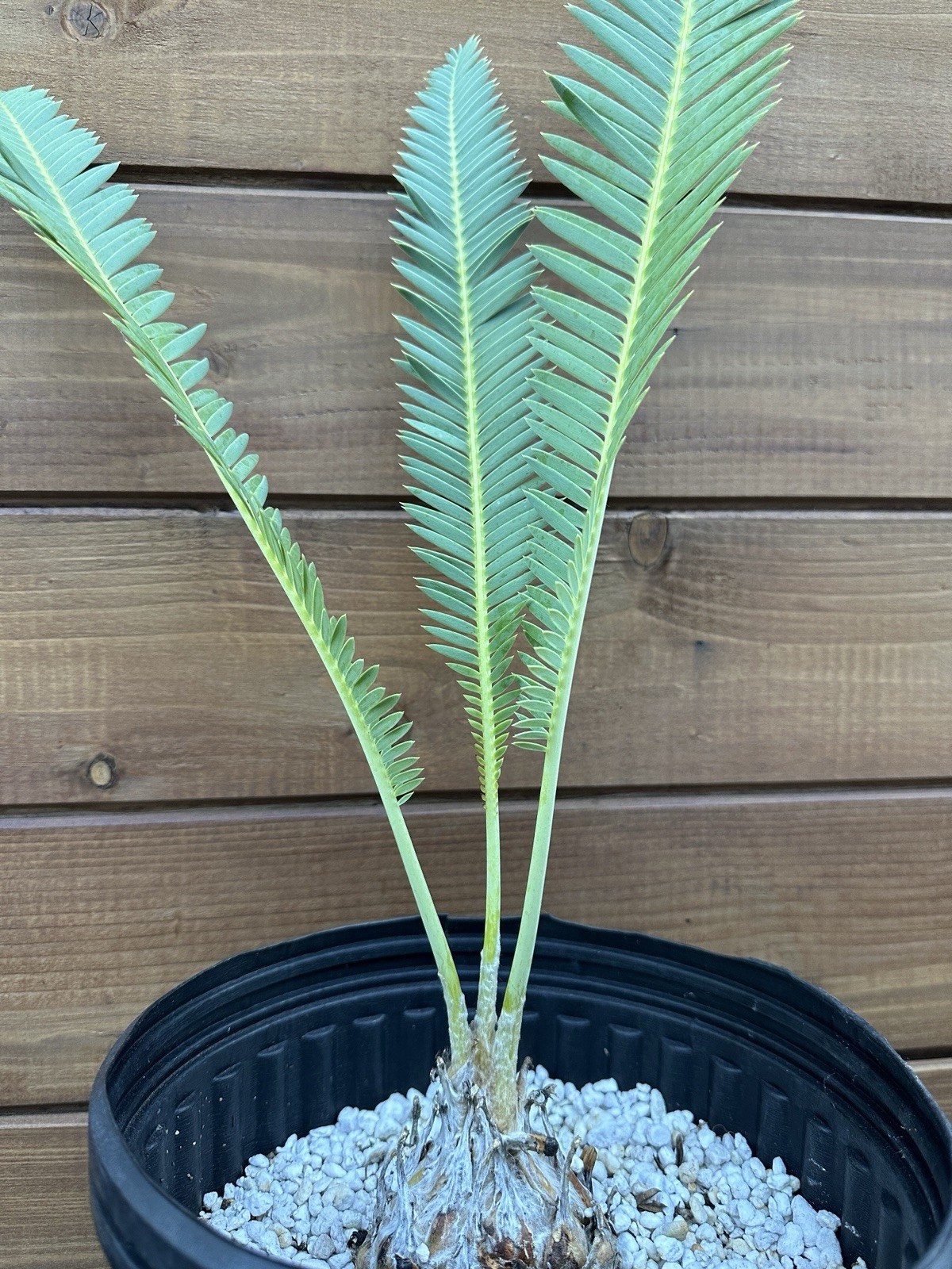 Dioon edule 3” Caudex – Hardy Mexican Cycad with Graceful Leaflets – Live Plant