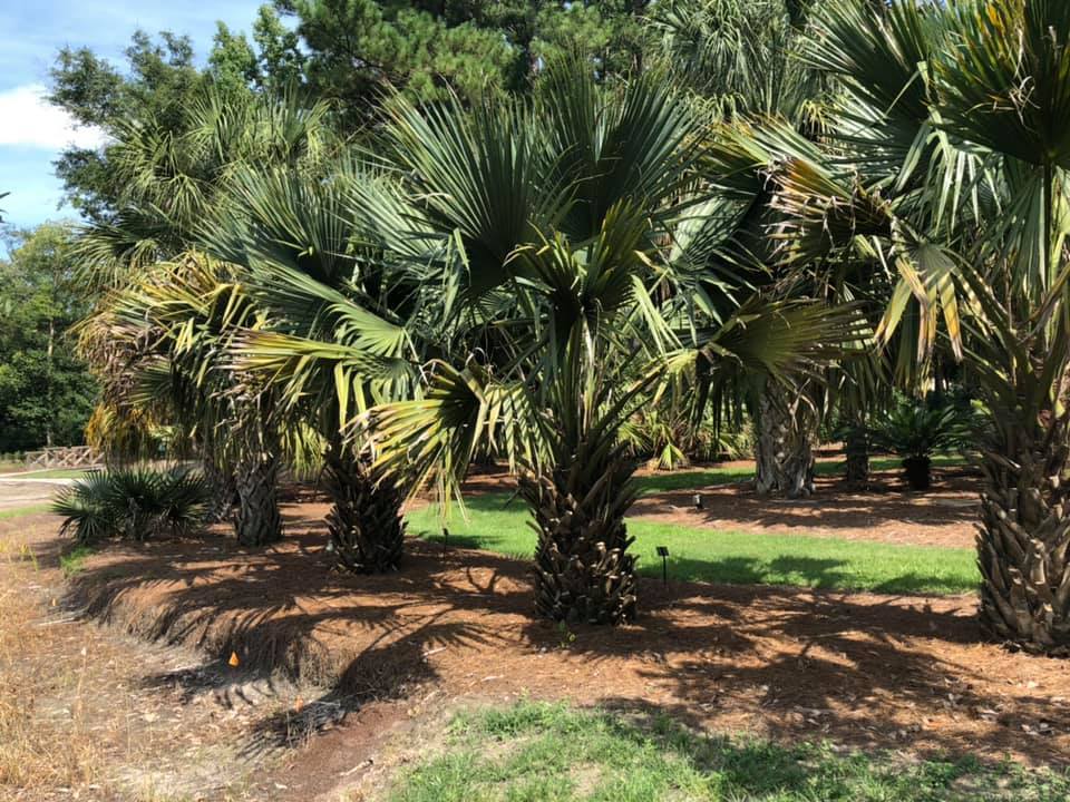 Sabal minor var. louisiana Seeds! Cold-Hardy, Trunking Palm Tree!