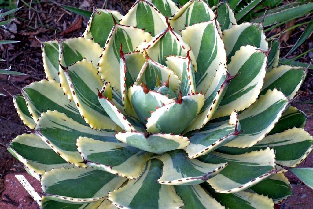 Agave “Desert Diamond” Variegated Sport of “Kissho Khan” Superb Succulent! 2″-3″