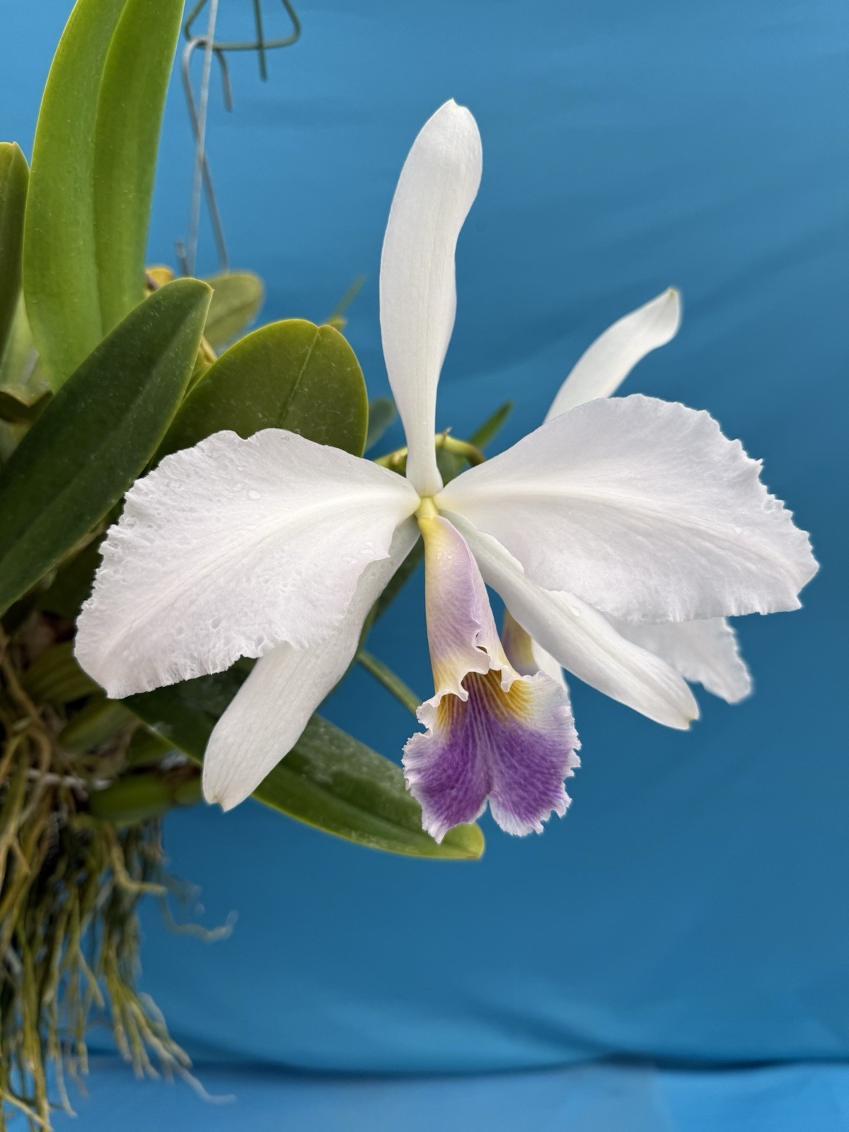 Cattleya gaskelliana coerulea ‘Andres’ X Self Orchid Eros Division 6” Pot