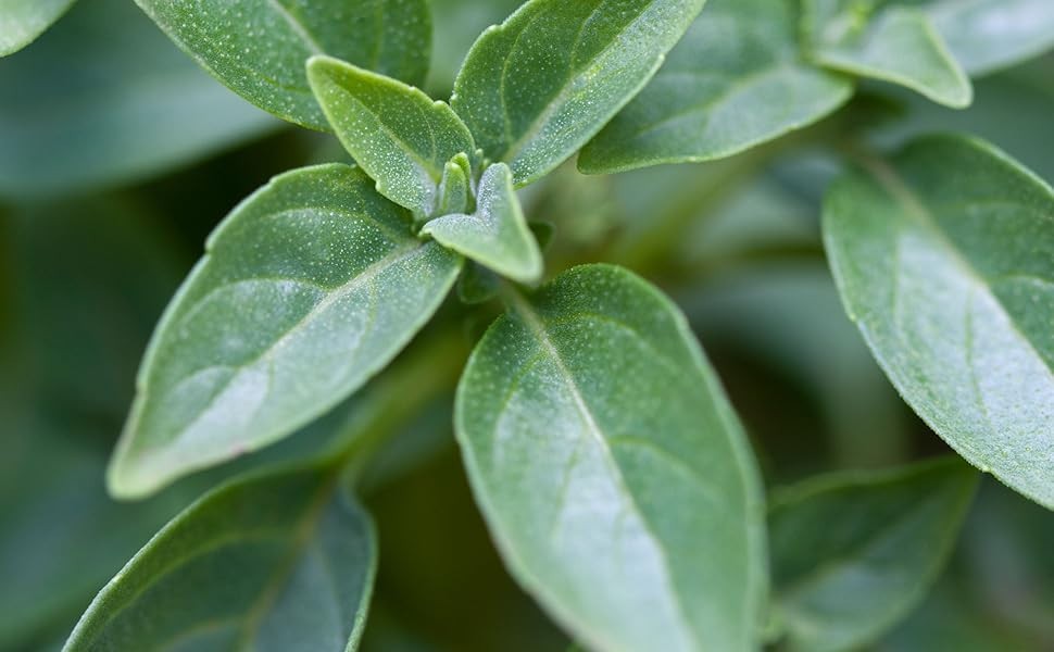 Spicy Globe Basil, or Ocimum basilicum. 300 Seeds Free Shipping!