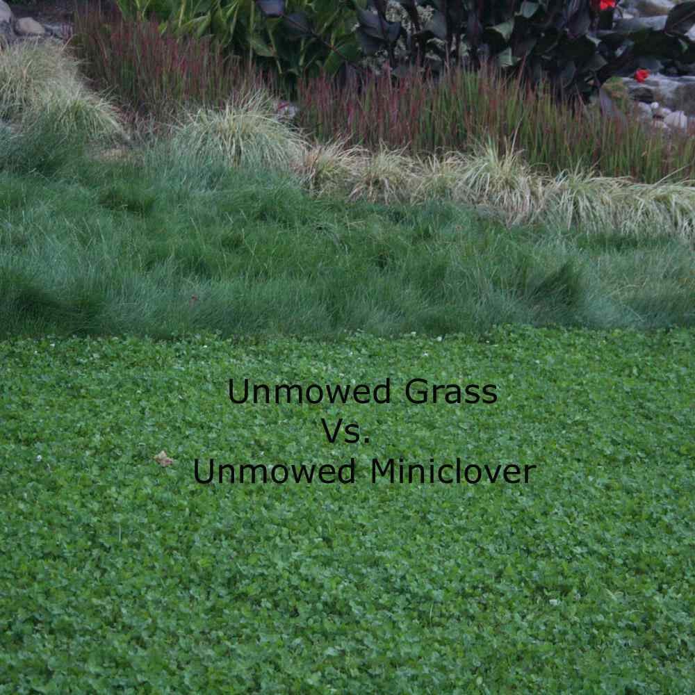 1 LB Miniclover Seed For Planting No Mow Drought Tolerant Clover Lawns