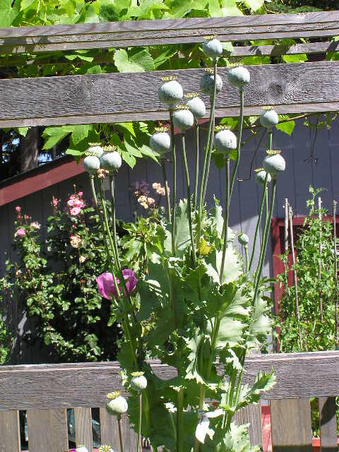 Tazzy Purple Poppy Som Seeds 2000+ *Shelley aka PoppyQueen👑