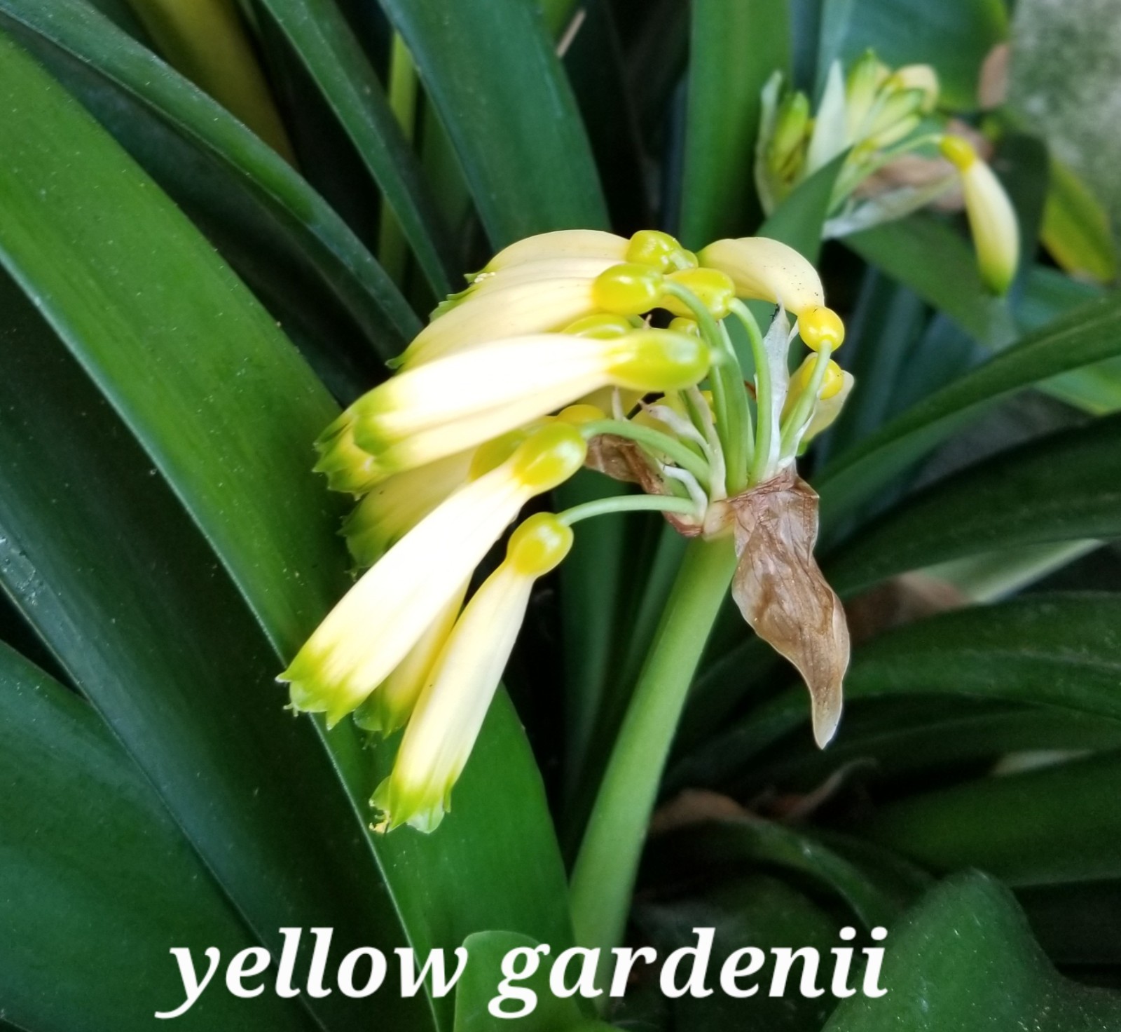 Yellow gardenii clivia I gallon plants