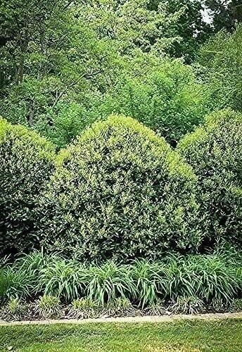 Ilex Needlepoint Chinese Holly | Quart | Ilex cornuta | Evergreen Privacy
