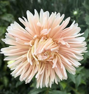 Aster Duchesse Peony Blush Pink 2,000 seeds