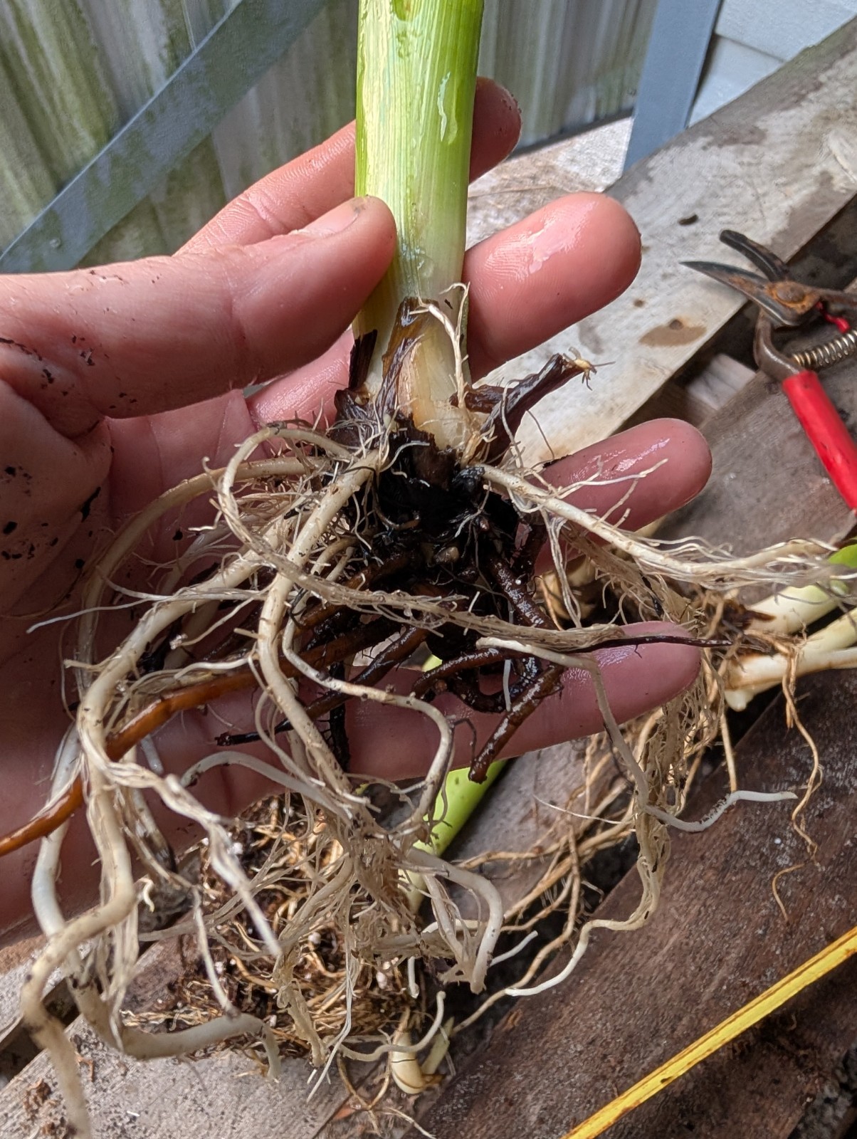 BULK 24+ Canna Rooted Rhizomes bulbs Variety Pack Red Yellow Orange Mixed Lot