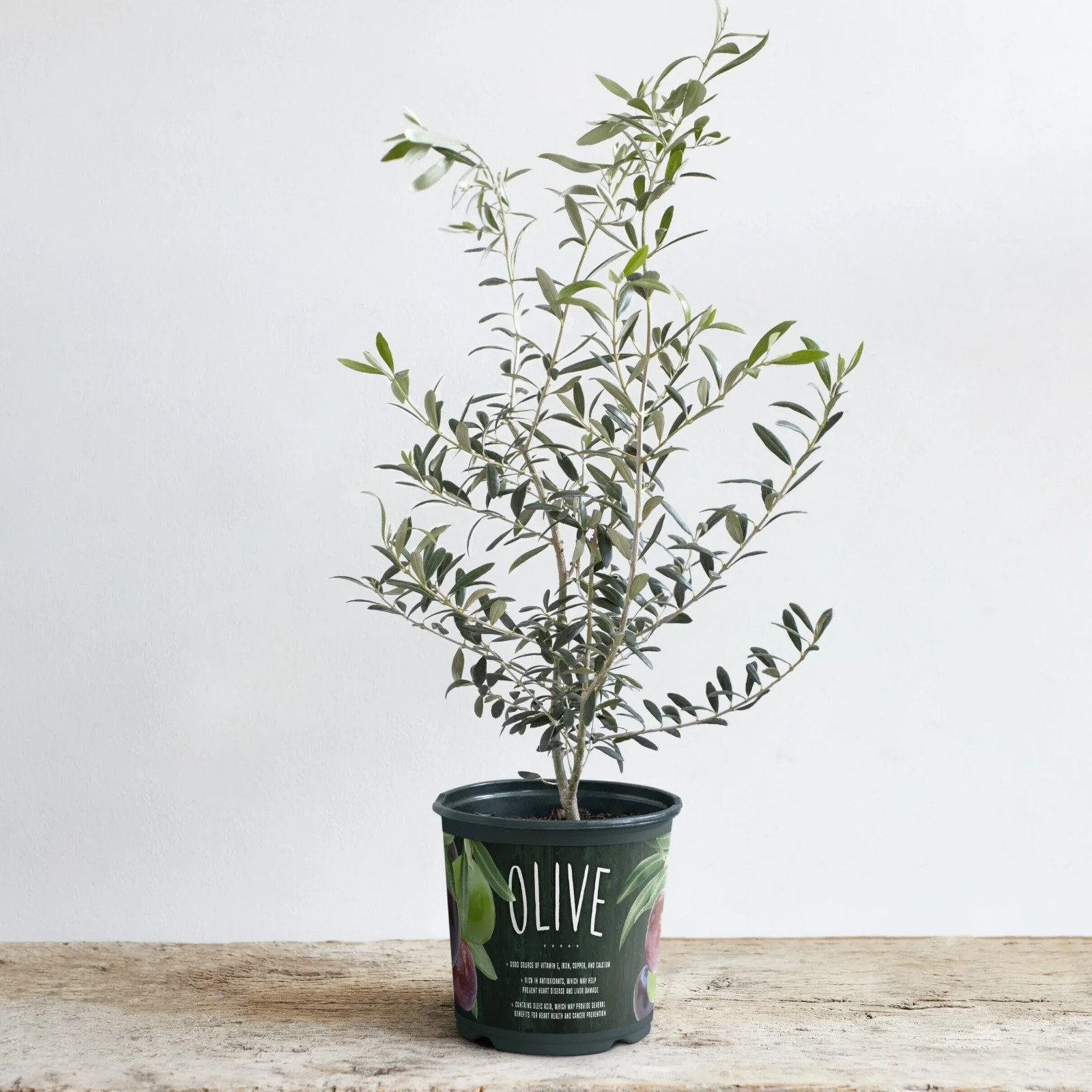 Olive Arbequina Plant – 6 in.
