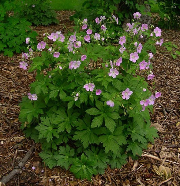 5 Wild Geranium Live Bareroots No Leaf – Geranium Maculatum – Hardy – Zones 3-8