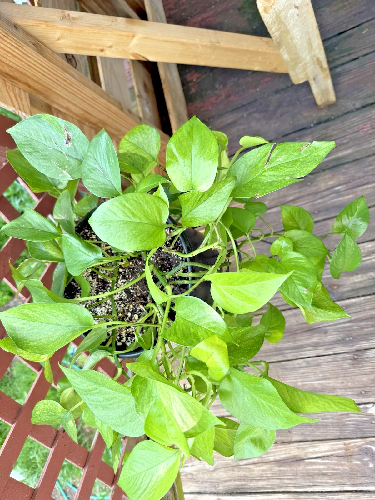 Jessenia Pothos 3 x 1 leaf 1 node Cutting Ships in Moss Off Mature Mom Plant
