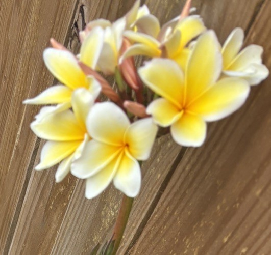 Mystery Plumeria Cuttings