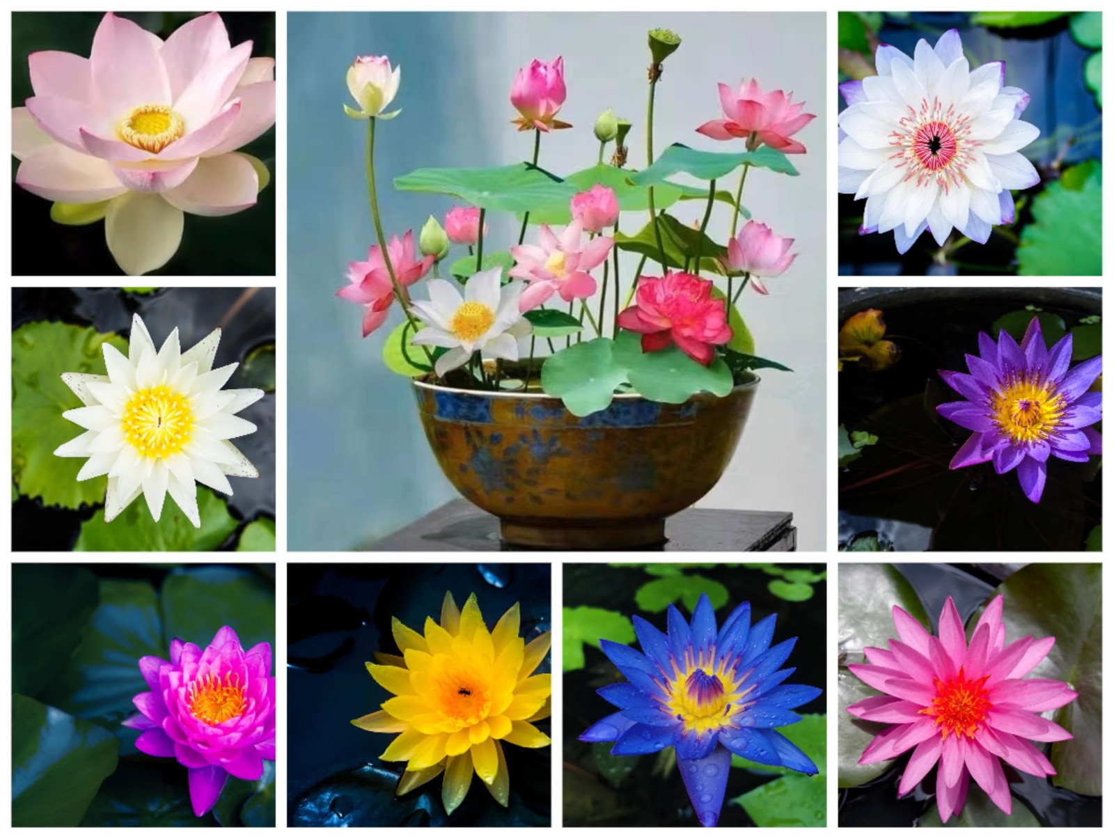 60PCS Premium Lotus Seeds for Planting in Water – Mixed Color Bowl Flower for…