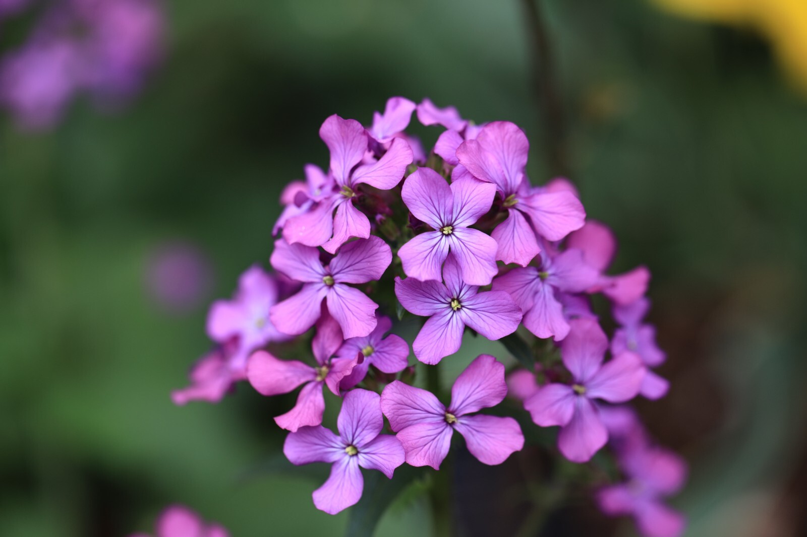 Lunaria / Money Plant / Silver Dollar 50+ seeds organically grown