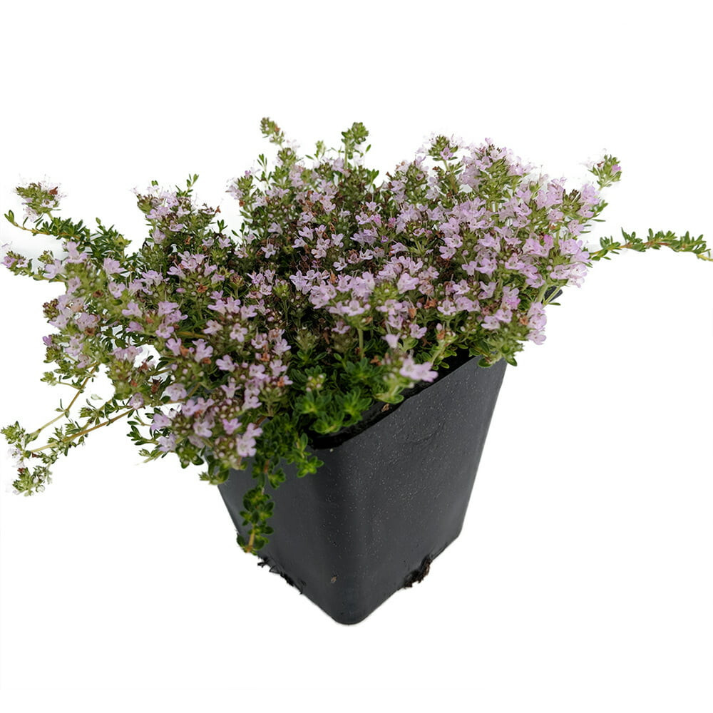 Elfin Thyme Thymus 25 Plants in 3-1/2 inch Pots