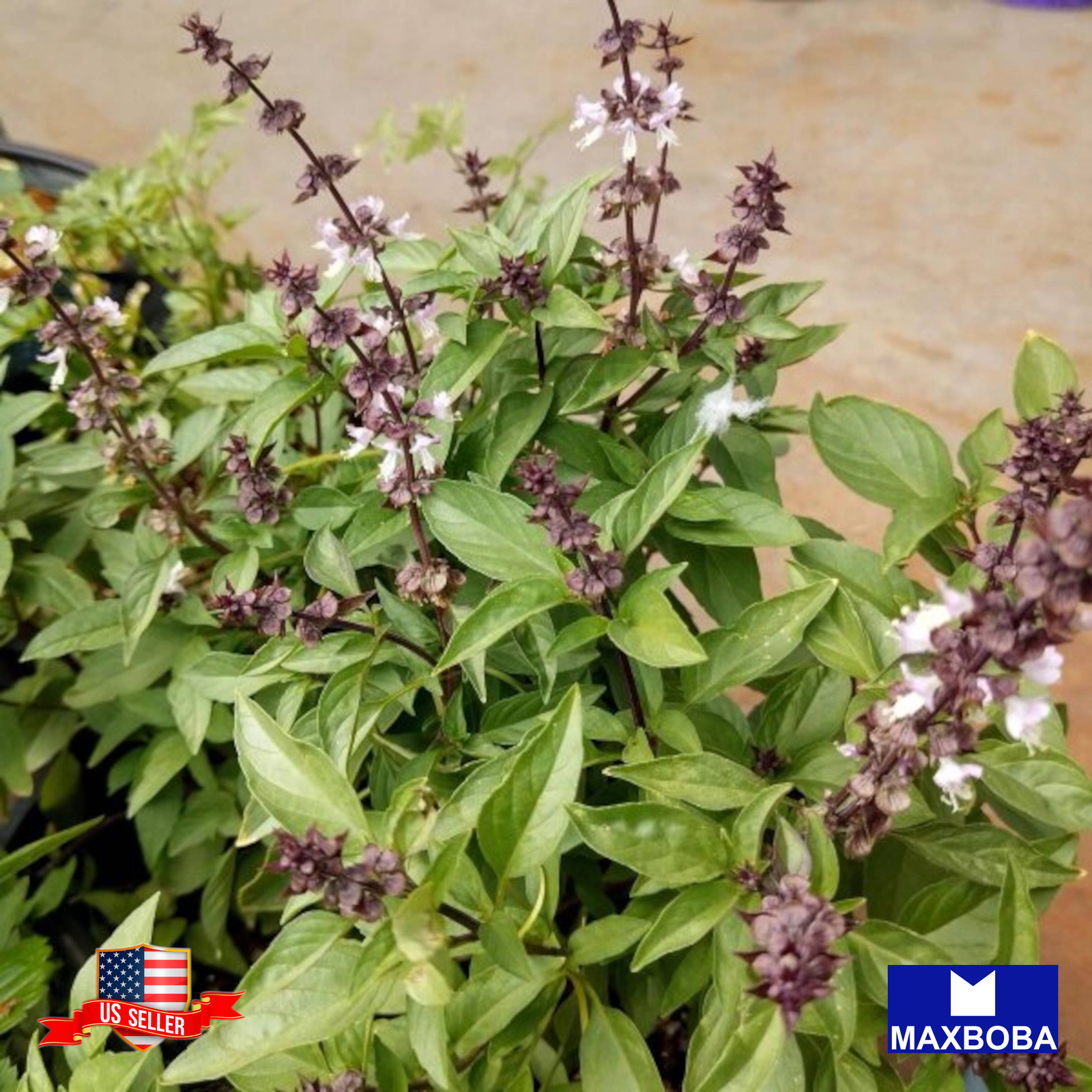 Basil Seeds Anise Non-GMO Heirloom