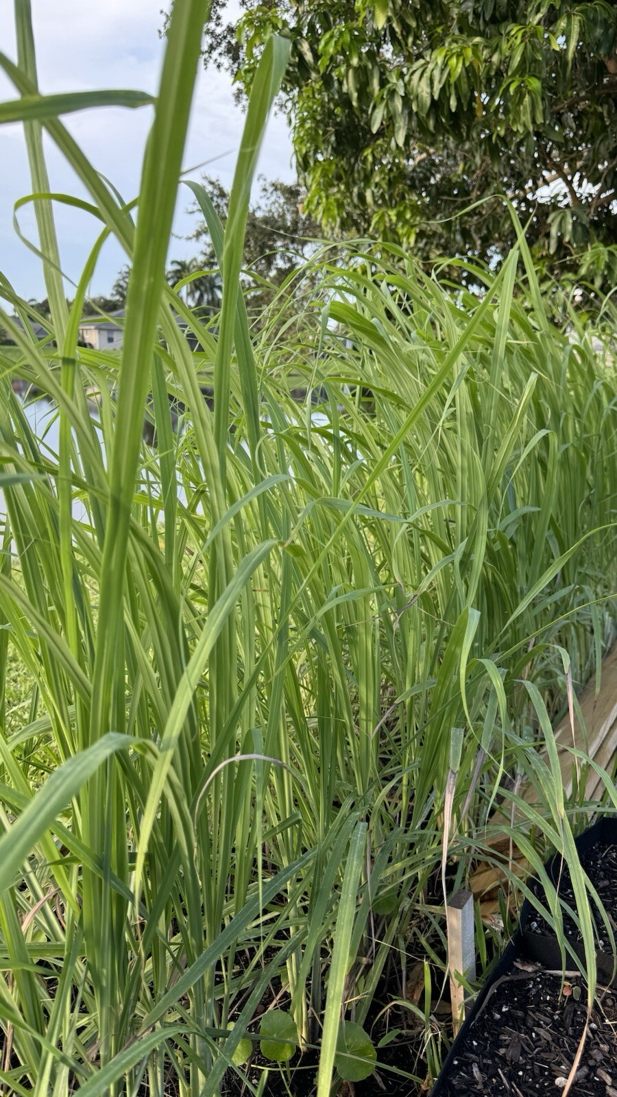 5 Lemongrass Stalks Fully Rooted Ready To Plant (Organic)