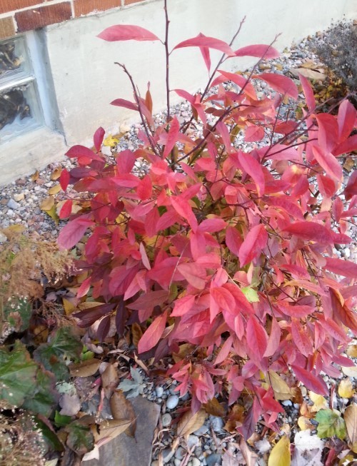 Henry’s Garnet Itea Virginica Sweetspire Live Plant – 6-12″ Tall – Zones 5-9