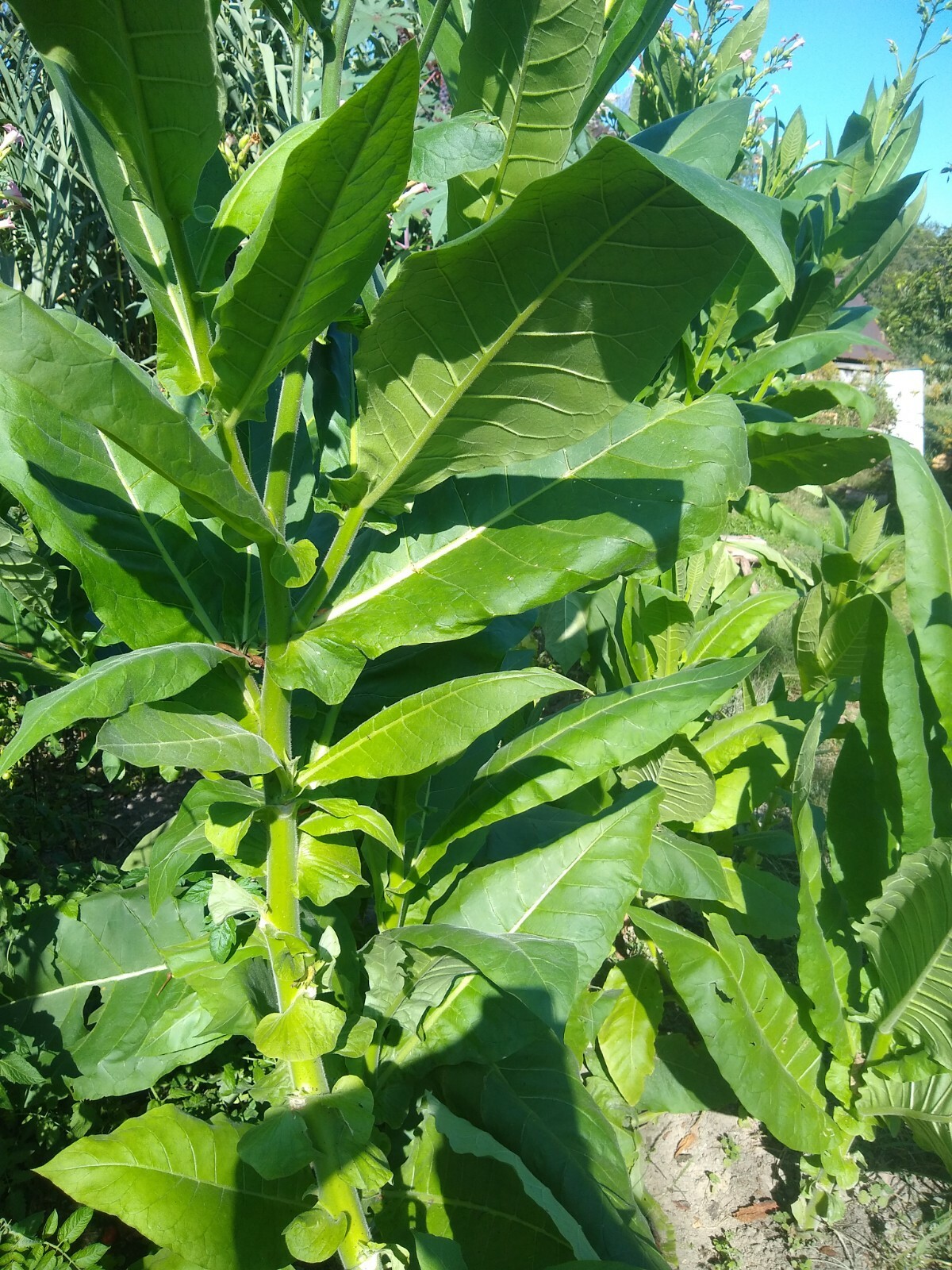 Tobacco Seed 10k Bonus Pack Harvest Gold (Nicotiana Tabacum) 2022 Free Shipping