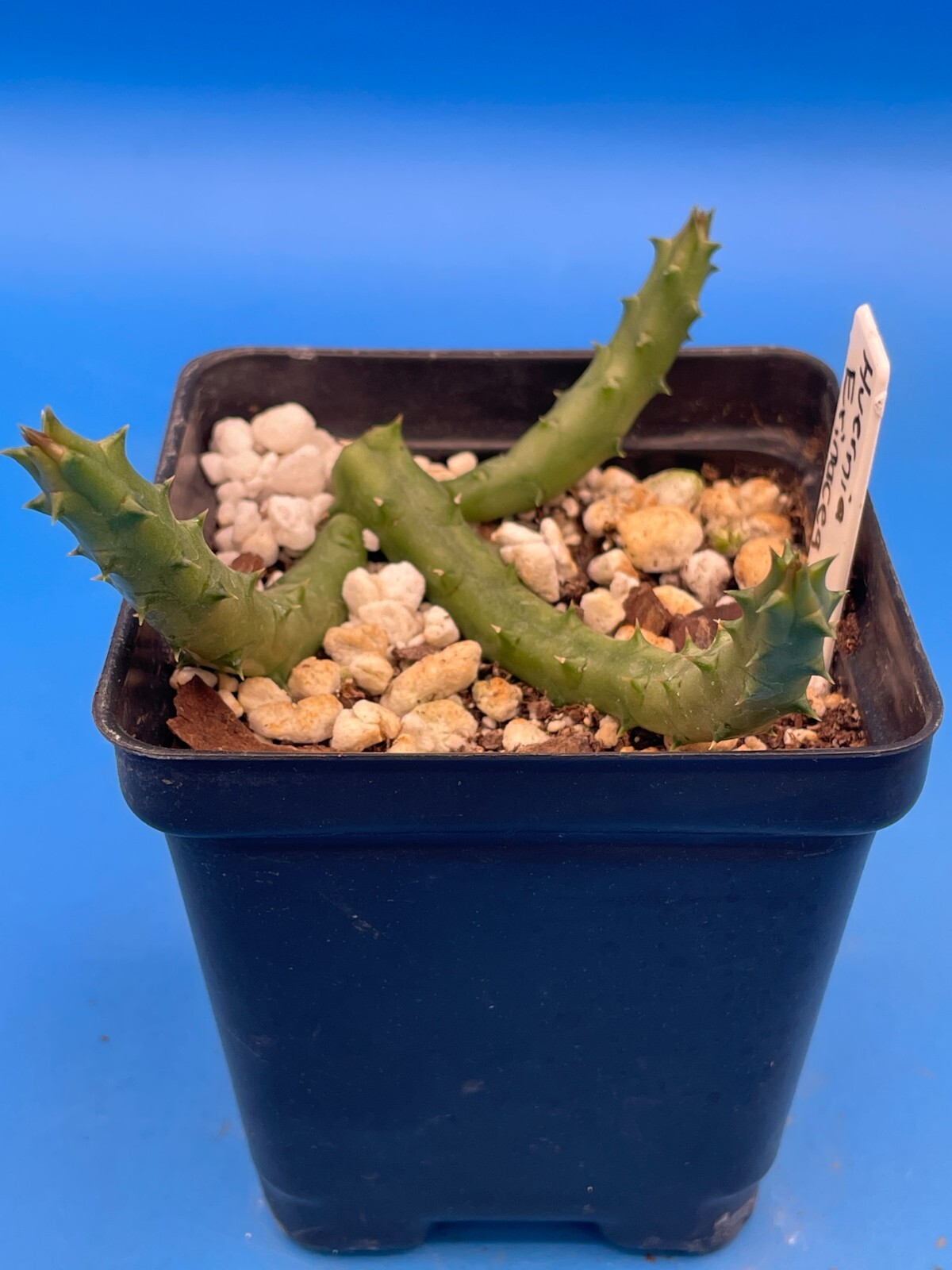 Huernia Erinacea ROOTED And Growing In 3.5″ Pot