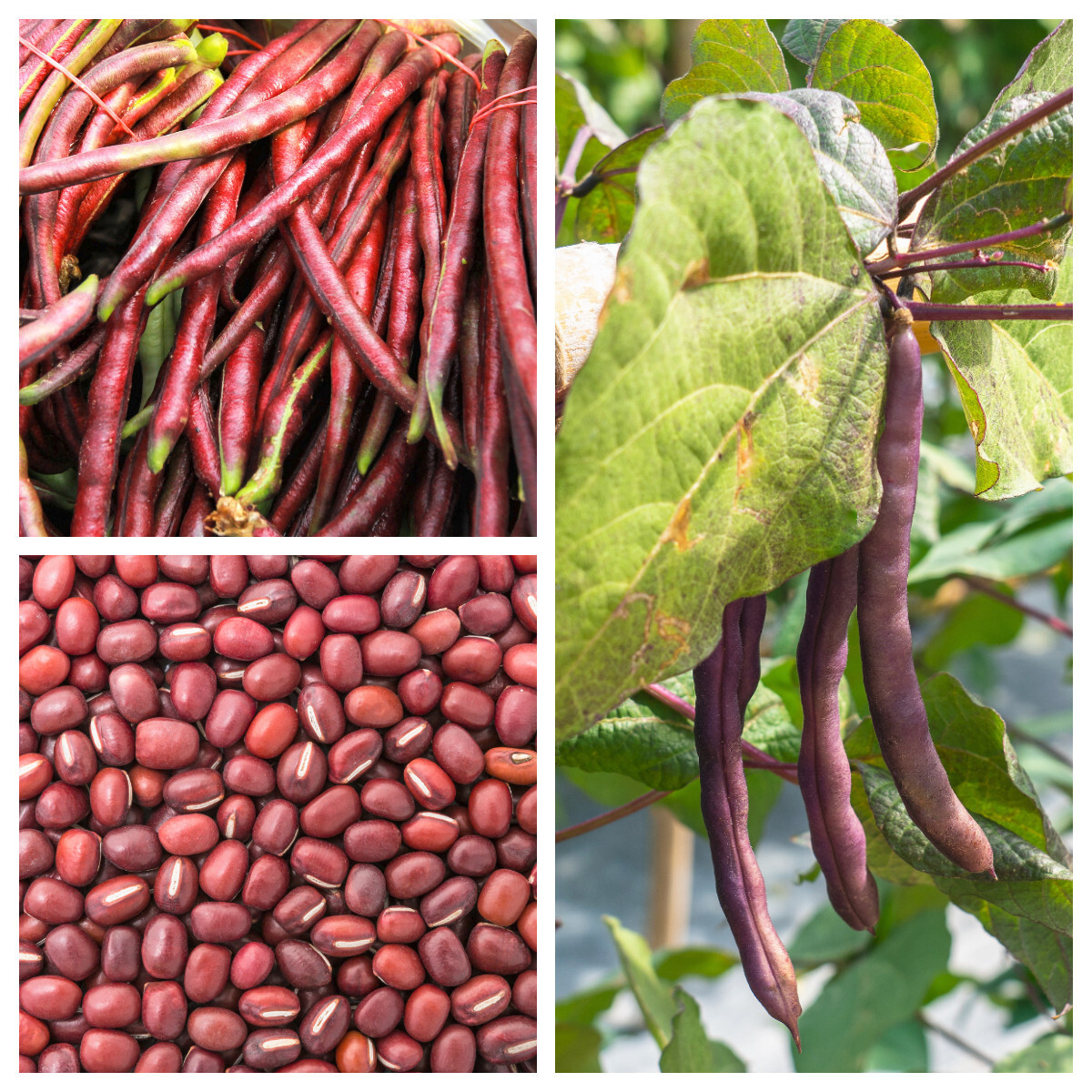 100 RED RIPPER COWPEA Southern Cow Pea Vigna Unguiculata Bean Vegetable Seeds