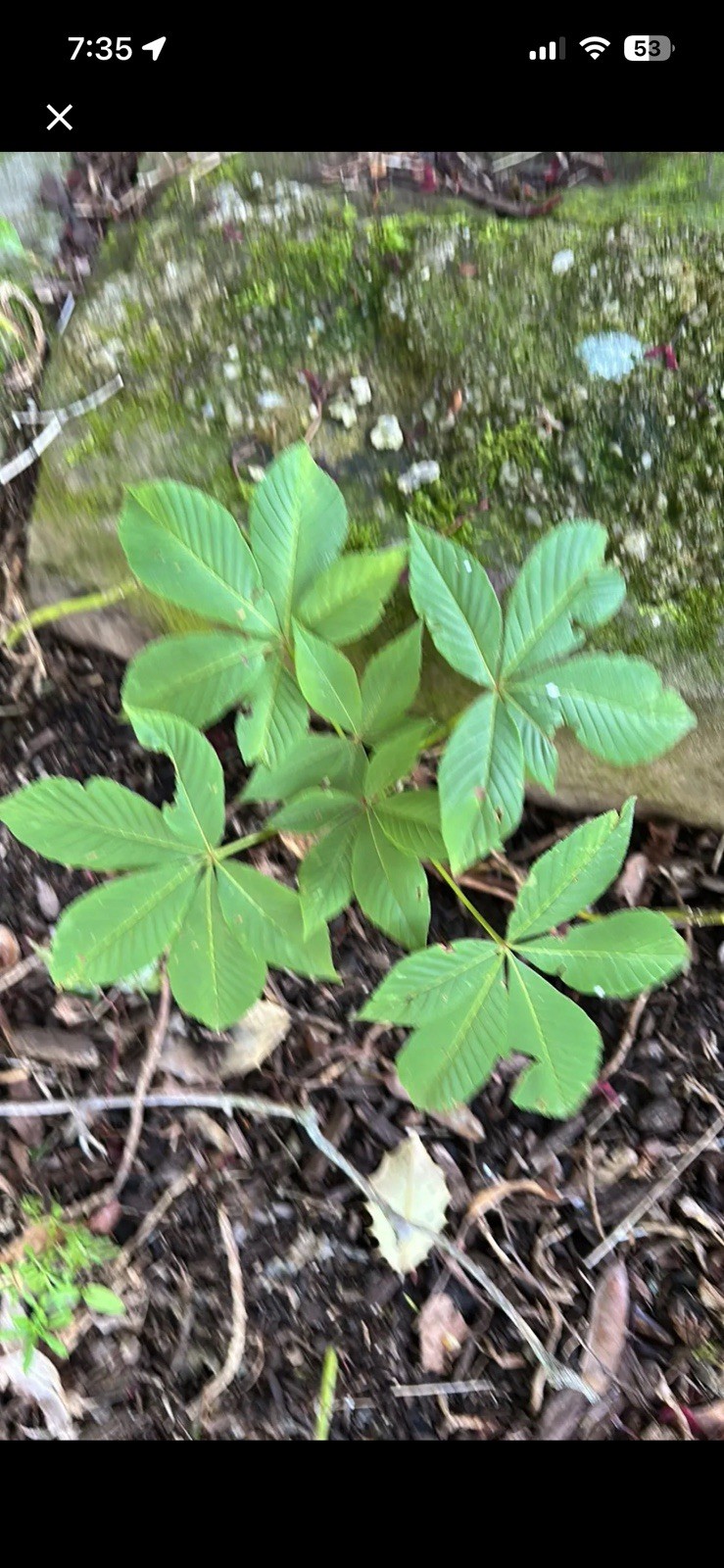 Ohio Buckeye (Aesculus glabra) 1-2 year old tree sapling bare root plant 2 Sent