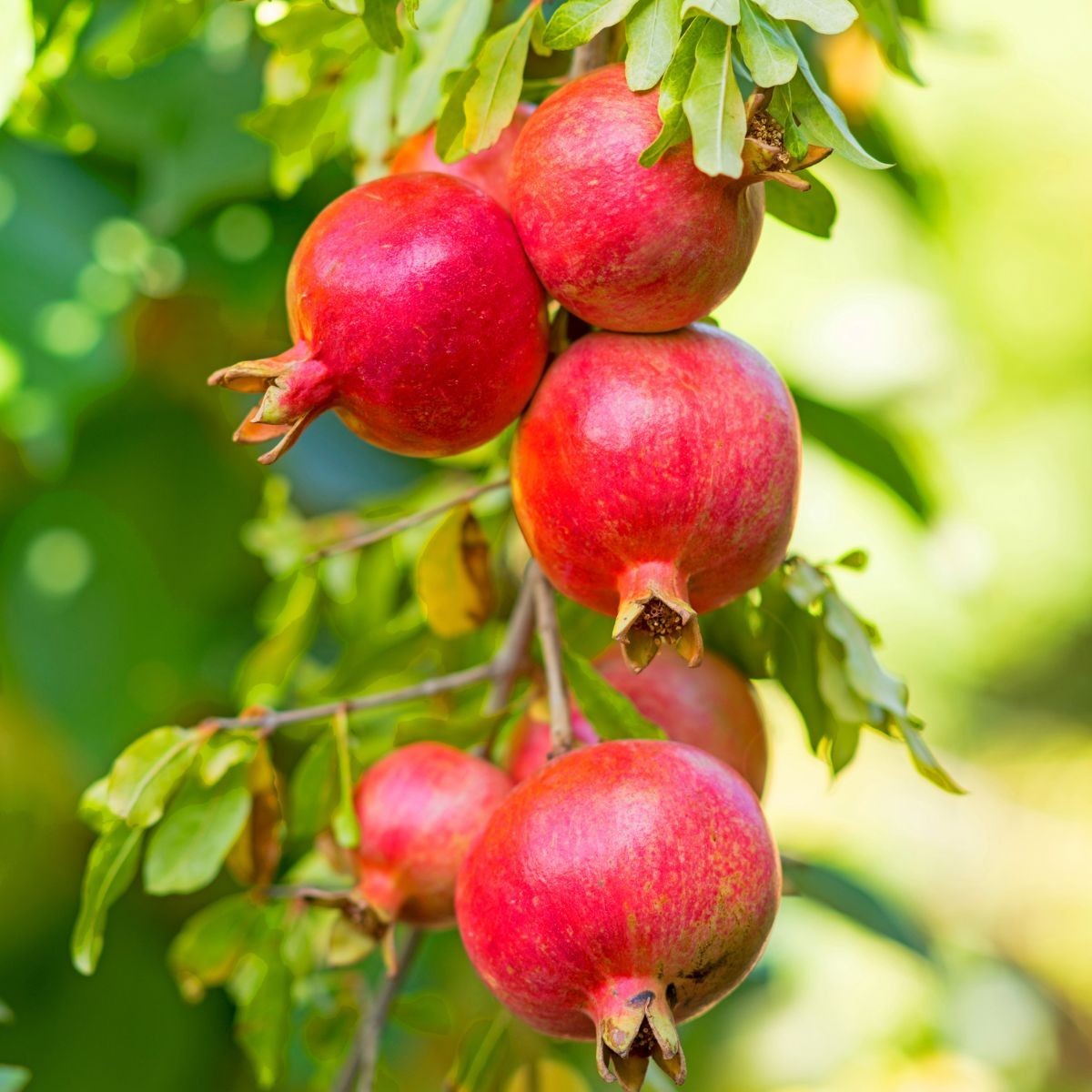 Pomegranate Tree- Parfyanka- 3 gallon 3 Feet Tall. No CA shipping