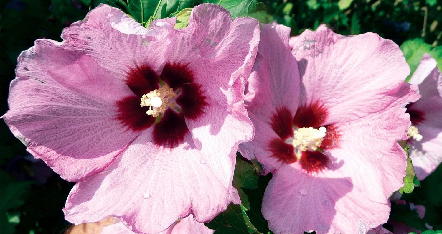 Aphrodite Hibiscus, Rose of Sharon, Pink Flowers 1 Live Plant in 3.5 Inch Pot