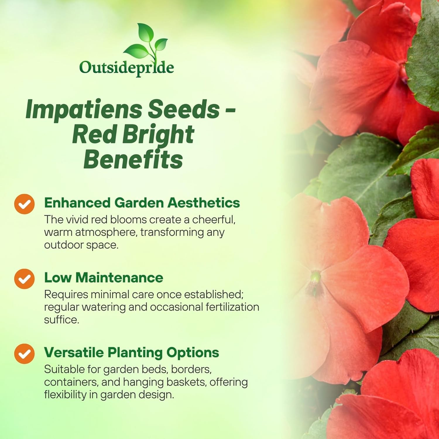 75 Seeds Bright Red Impatiens Container Plant Flower Seeds