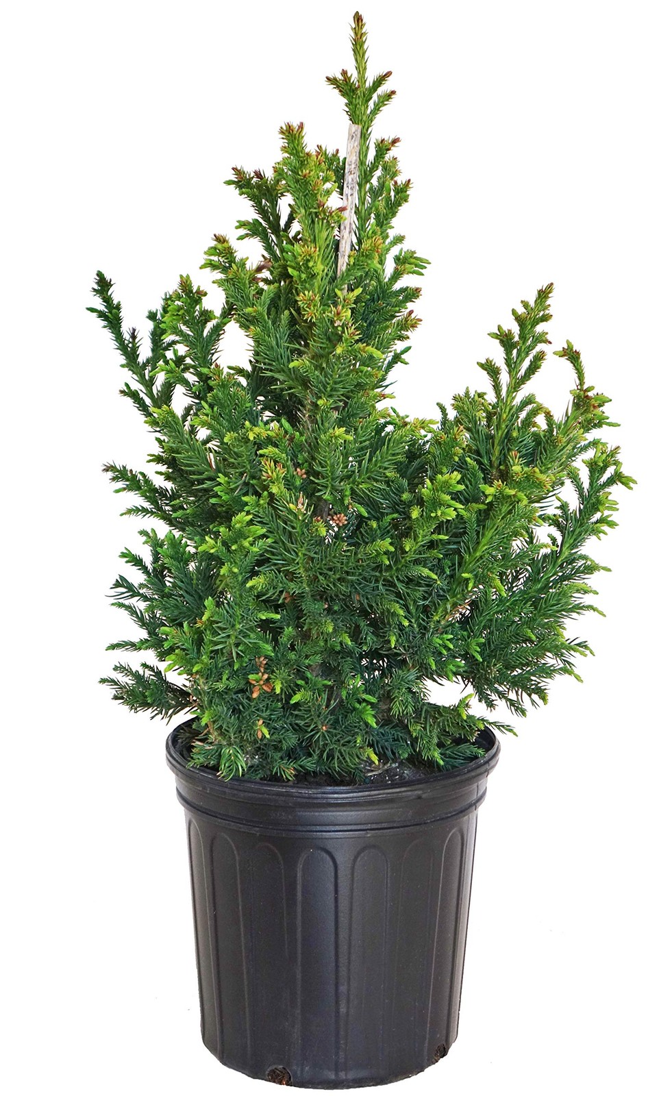 Green Promise Farms Cryptomeria Japonica Black Dragon Black Dragon Japanese