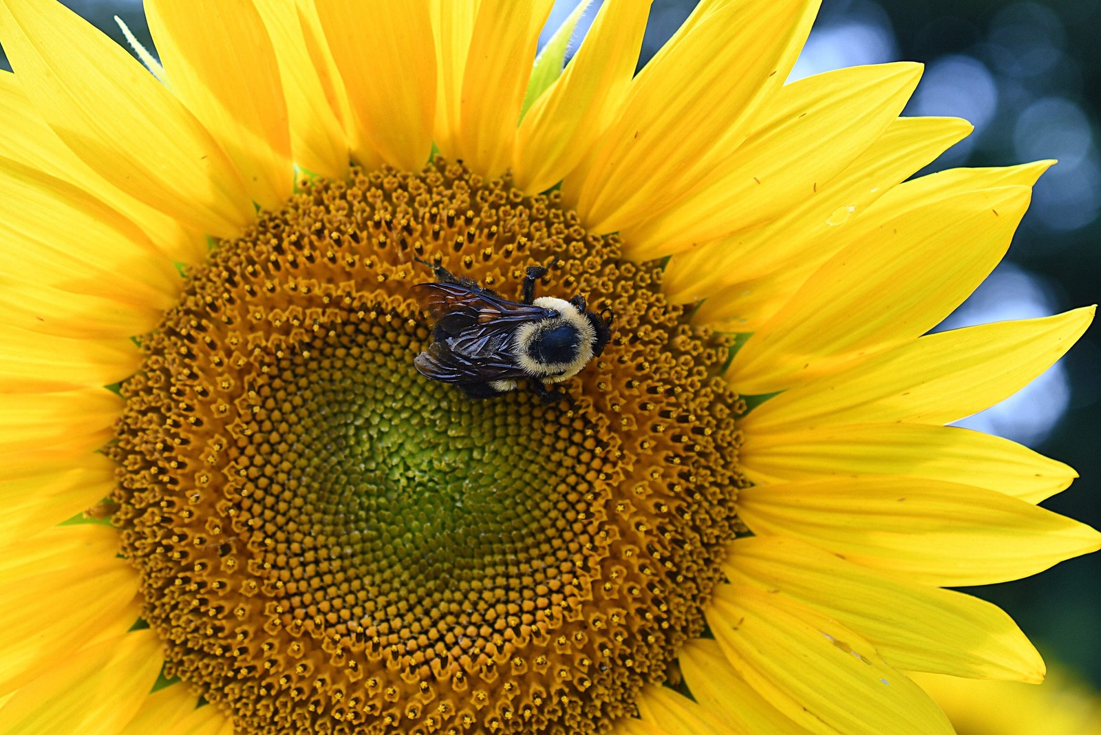 50 HOPI COMMON SUNFLOWER Helianthus Annuus Flower Seeds
