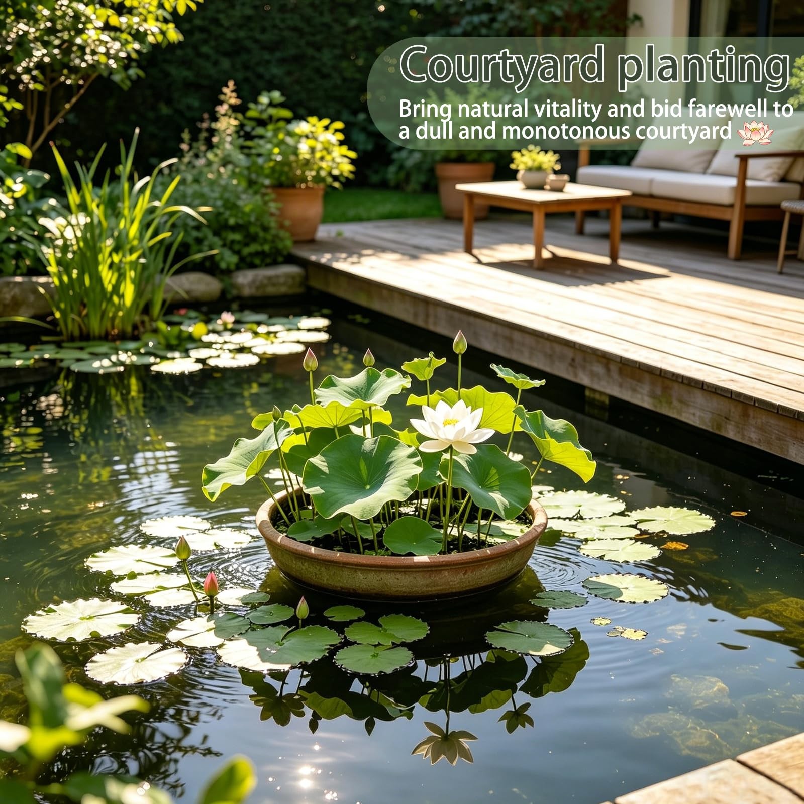 Bowl Lotus Seeds (Nelumbo nucifera), Dwarf Patio Pond Variety, Pack of 30…