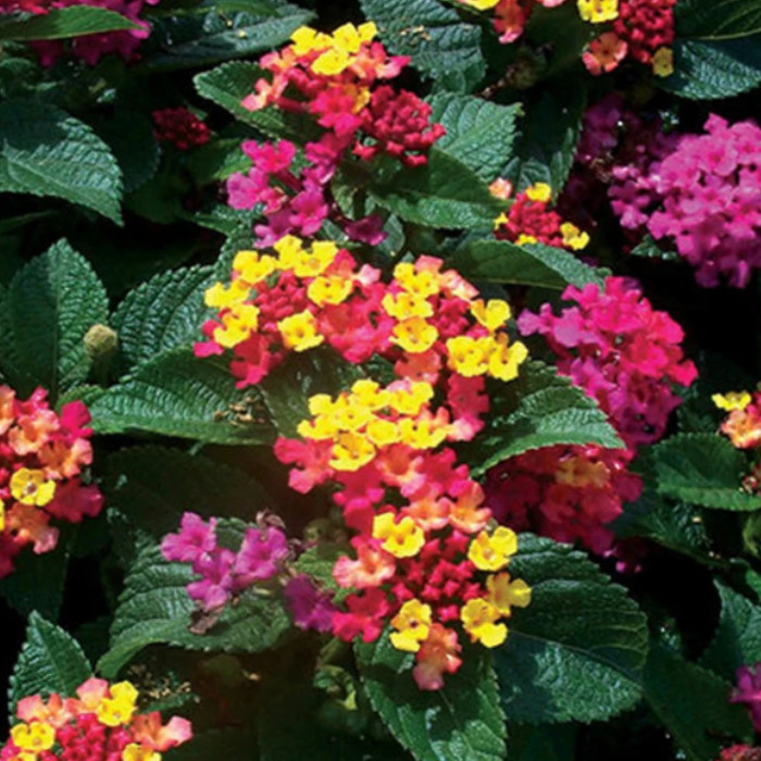 Set 2 Lantana Anne Marie Live Plants – 4-6″ Tall – Flowering Plant for Landscapi