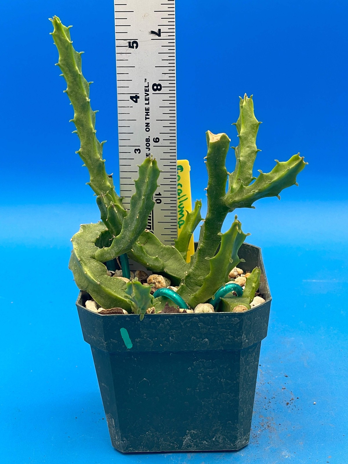 Caralluma Umbellata – Huge! Very rare – 3.5″ Potted Plant WELL ROOTED! Healthy