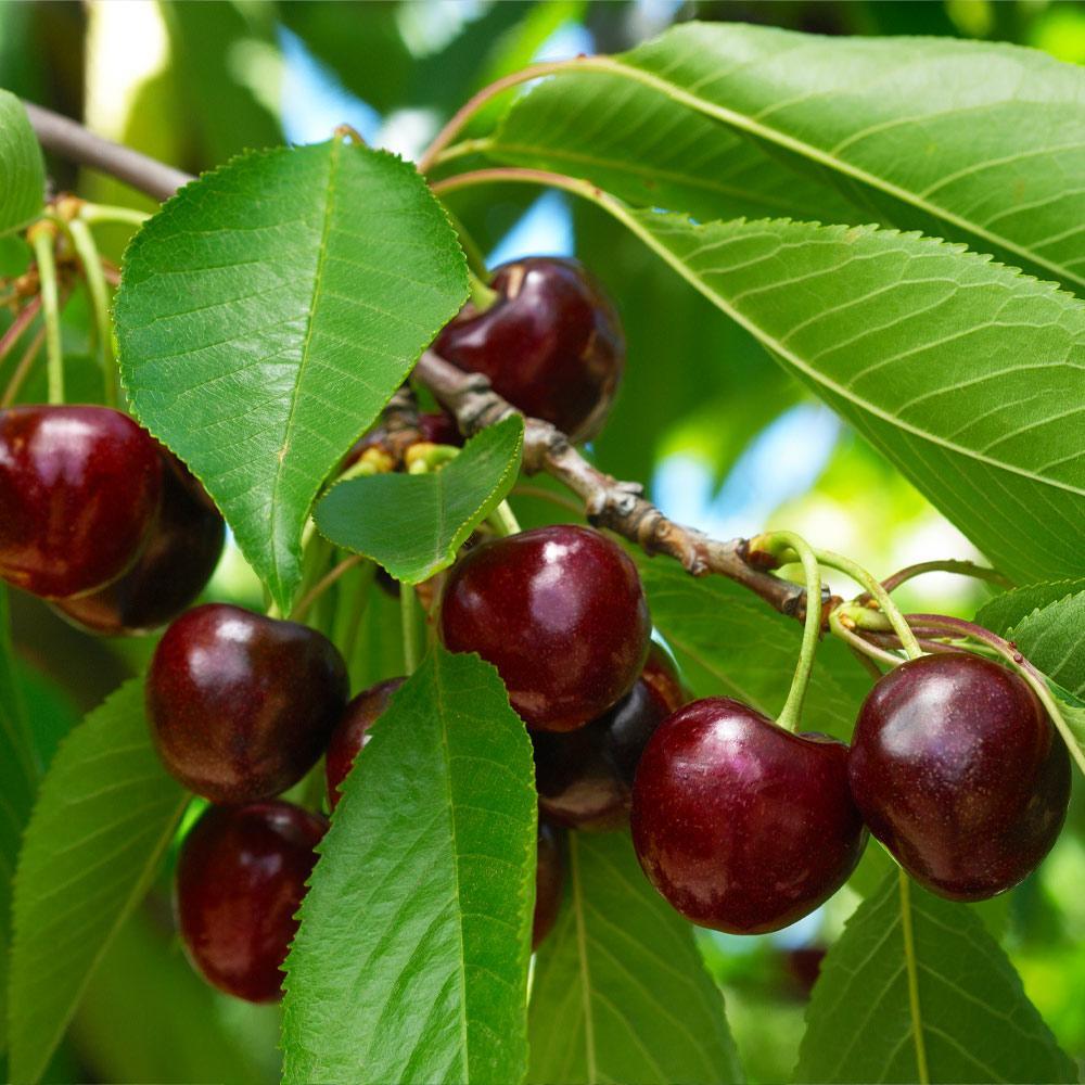 Black Tartarian Sweet Cherry Tree Live Plant Edible Fruit Garden Orchard 4-5 Ft