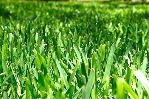 Seville | Sod Plugs | Stenotaphrum Secundatum | Low Maintenance | Hardy Lawn