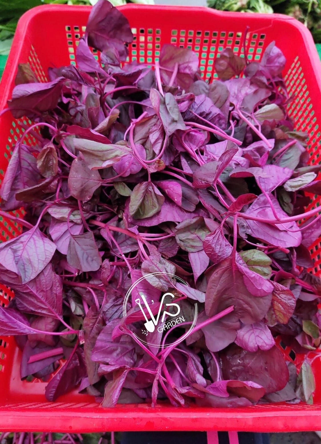 2000+PCS RED SPINACH/ RED AMARANTH SEEDS/ RAU DỀN ĐỎ | 90% GERMINATION |