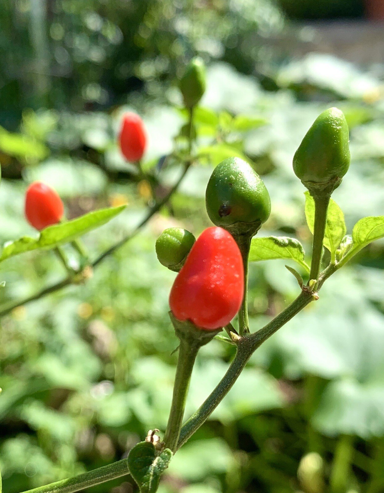 Hot Chile Pequin Chili Pepper – 25 Seeds 2024 – USA