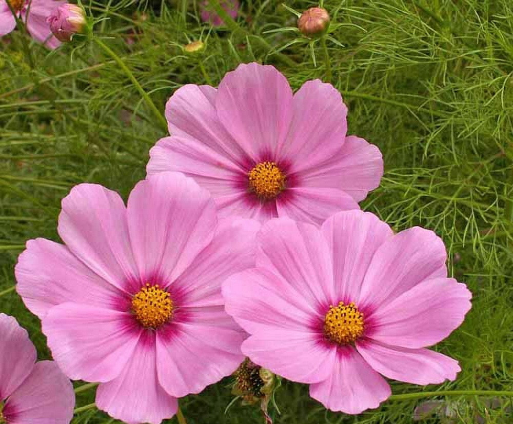 1000 Cosmos ‘Gloria’ Flower Seeds Bipinnatus