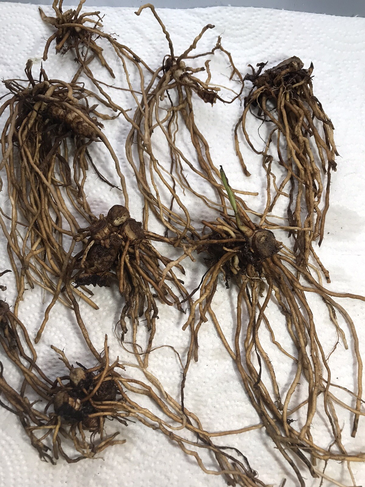 25 Spiderwort Tradescantia Plant Bare Root Rhizome Bulb Perennial Purple Flowers