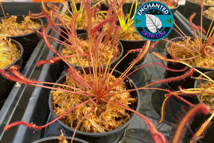 2″ Drosera Capensis Carnivorous Plants